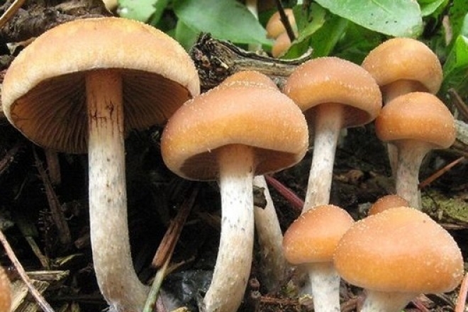 Santa Cruz vote la décriminalisation des champignons hallucinogènes