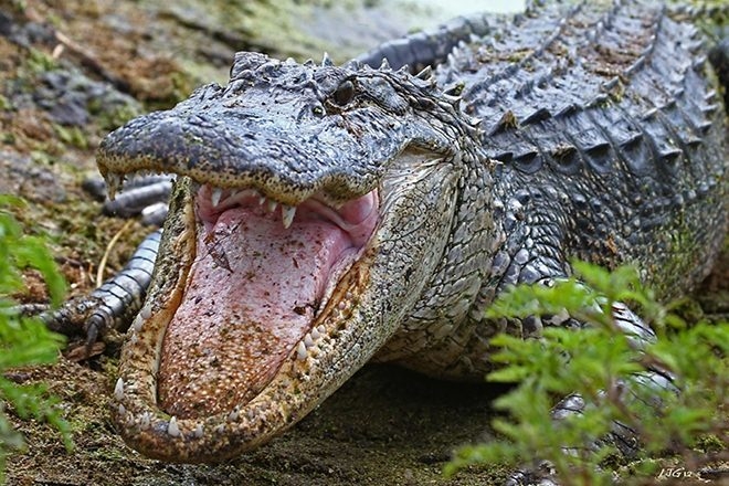 La police lance une alterte au “meth-gators” en Alabama