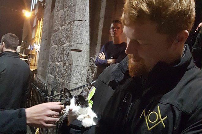 Insolite : un chat essaye de s'infiltrer à deux reprises dans un club