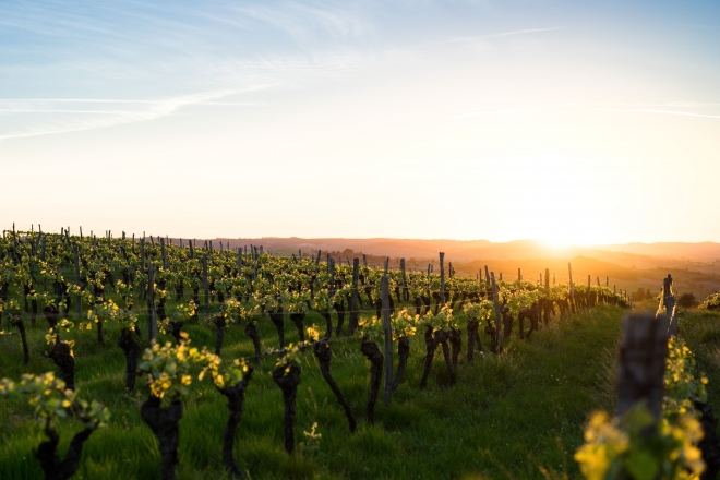 Un weekend entre house, dégustation de vin et spectacle sur un grand domaine viticole