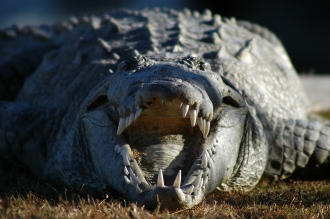 Des scientifiques ont donné des écouteurs et de la kétamine à des alligators pour étudier l’ouïe des dinosaures