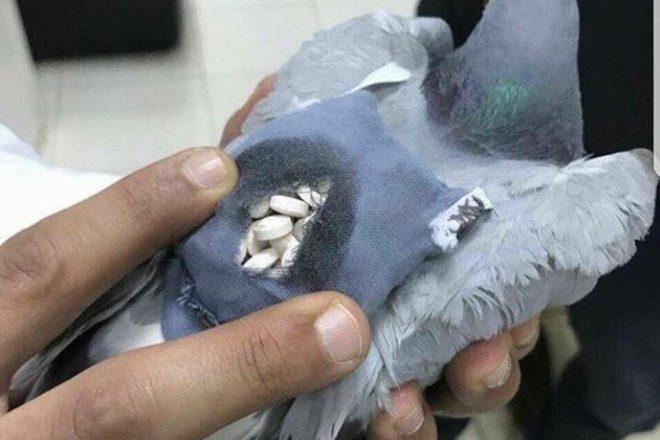 Des policiers ont attrapé un pigeon porteur de plus de 200 cachets d’ecstasy
