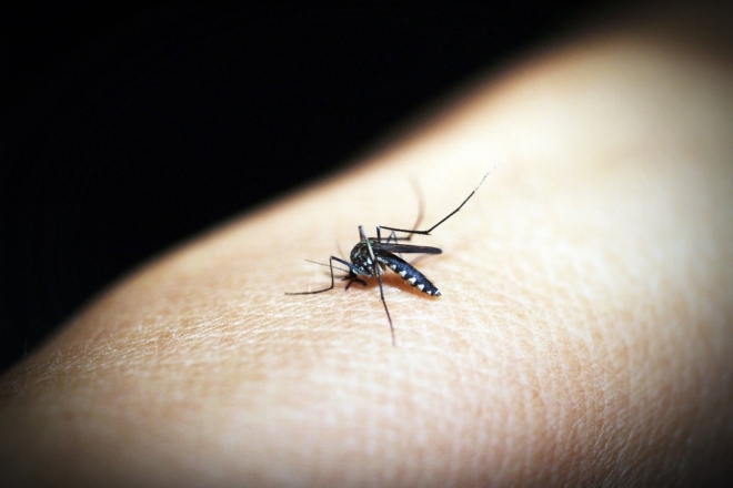 Un album de berceuses dubstep pour protéger les enfants des moustiques