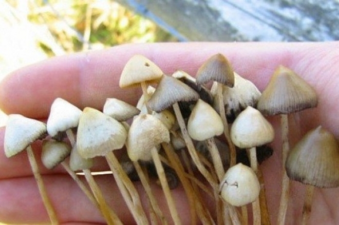Denver devient la 1ère ville américaine à décriminaliser les champignons hallucinogènes